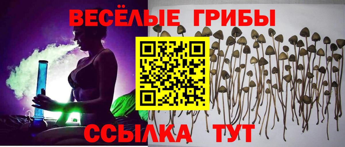 Псилоцибиновые грибы Psilocybe  Вход с VPN  Дедовск 
